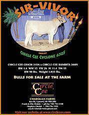 SirVivor 2007 Ad