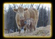 Charolais cow and calf on the straw pile.Browarny Photo