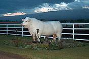 Winter Charolais