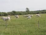 Charolais cow and calf. Browarny Photo