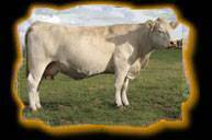 Circle Cee Rio Blanca 704T