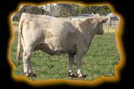 Circle Cee Fantasy 751T