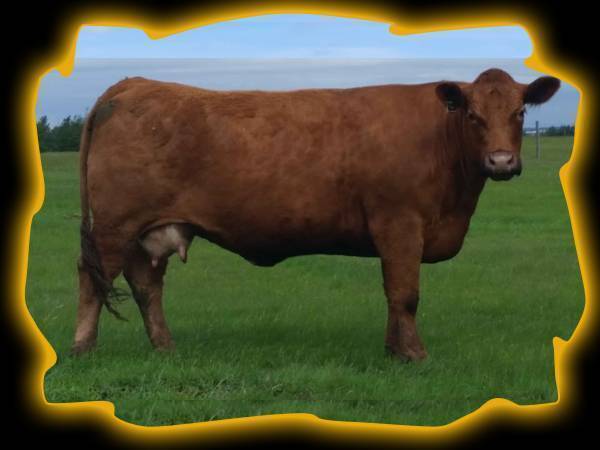 Circle Cee Endora 71X