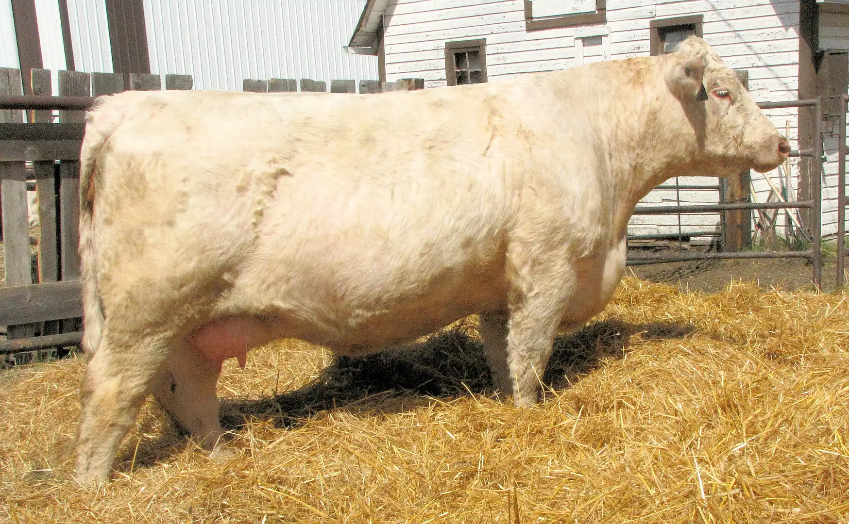 Dam- CEE Laissez Faire 316L