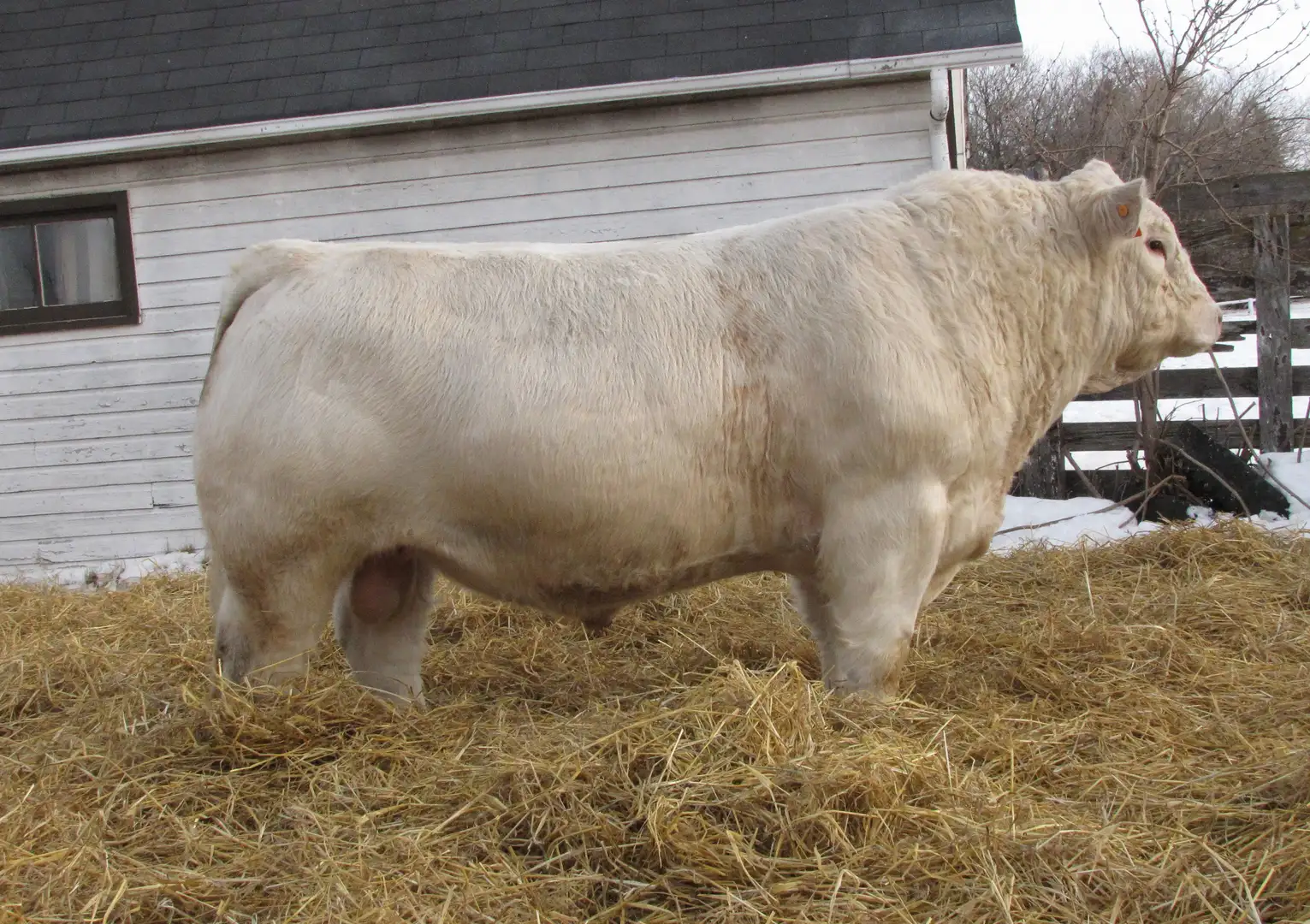 Maternal Sire - XAL Hustler 10H