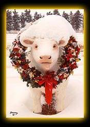 Winter Charolais