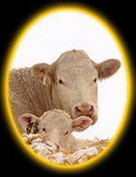 Charolais cow and calf. Browarny Photo