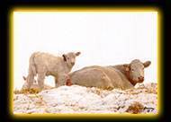 Charolais cow and calf on the straw pile.Browarny Photo