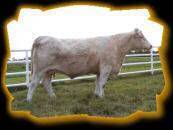 Circle Cee Fairytale 333N
