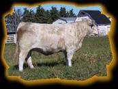 Circle Cee�Karma�510R