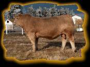 Gilliland Contender 18P