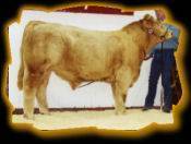 LLW Double Take Pld 104H