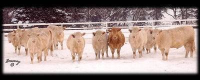 Charolais Heifers at Circle Cee
