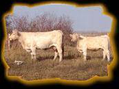 Prairie Cove Miss 849H