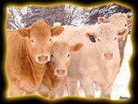 Charolais Heifers at Circle Cee.