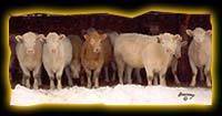 Circle Cee heifers in 2007.