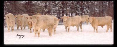 Circle Cee Charolais bulls.