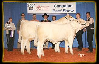 National Reserve Champion Charolais Female :: Medonte Rumours 9R